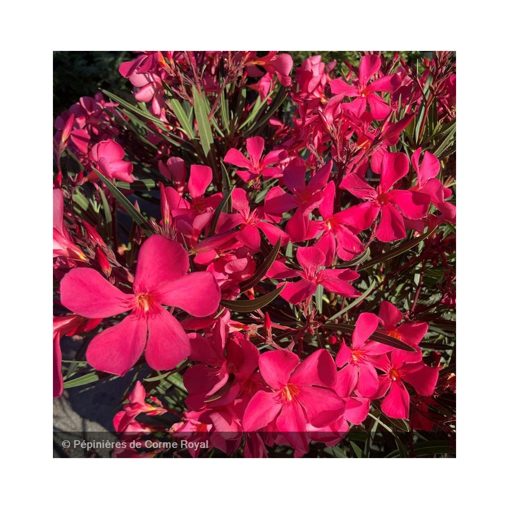 NERIUM oleander Papa gambetta