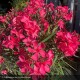 NERIUM oleander Papa gambetta