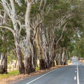 EUCALYPTUS polyanthemos