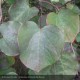 CERCIS canadensis Forest Pansy