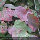 CERCIS canadensis Forest Pansy