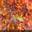 LIQUIDAMBAR styraciflua Gumball