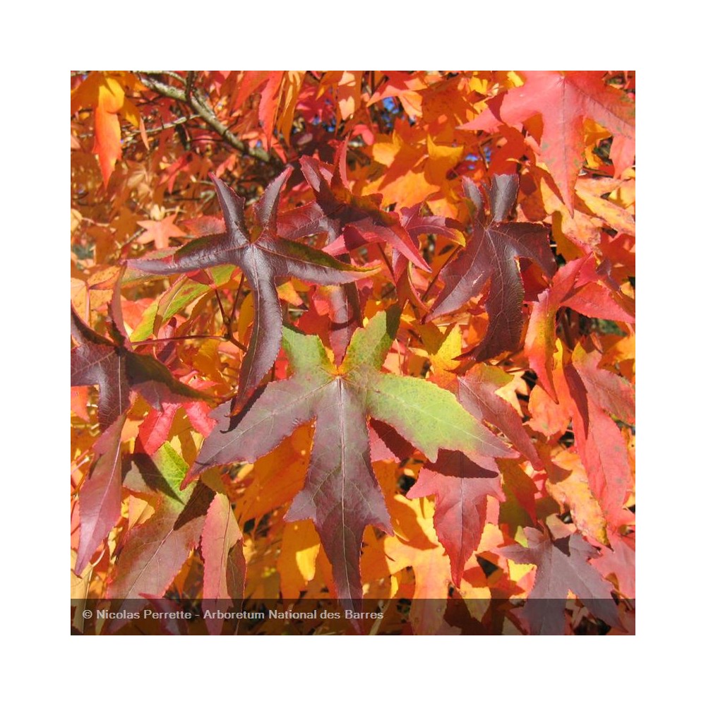 LIQUIDAMBAR styraciflua Gumball