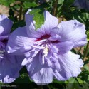 HIBISCUS syriacus