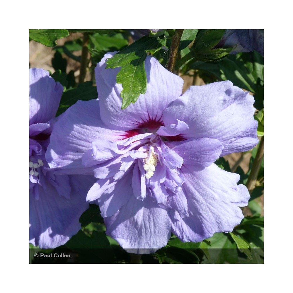 HIBISCUS syriacus