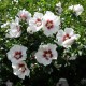 HIBISCUS syriacus