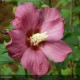 HIBISCUS syriacus