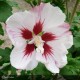 HIBISCUS syriacus