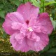 HIBISCUS syriacus