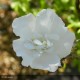 HIBISCUS syriacus