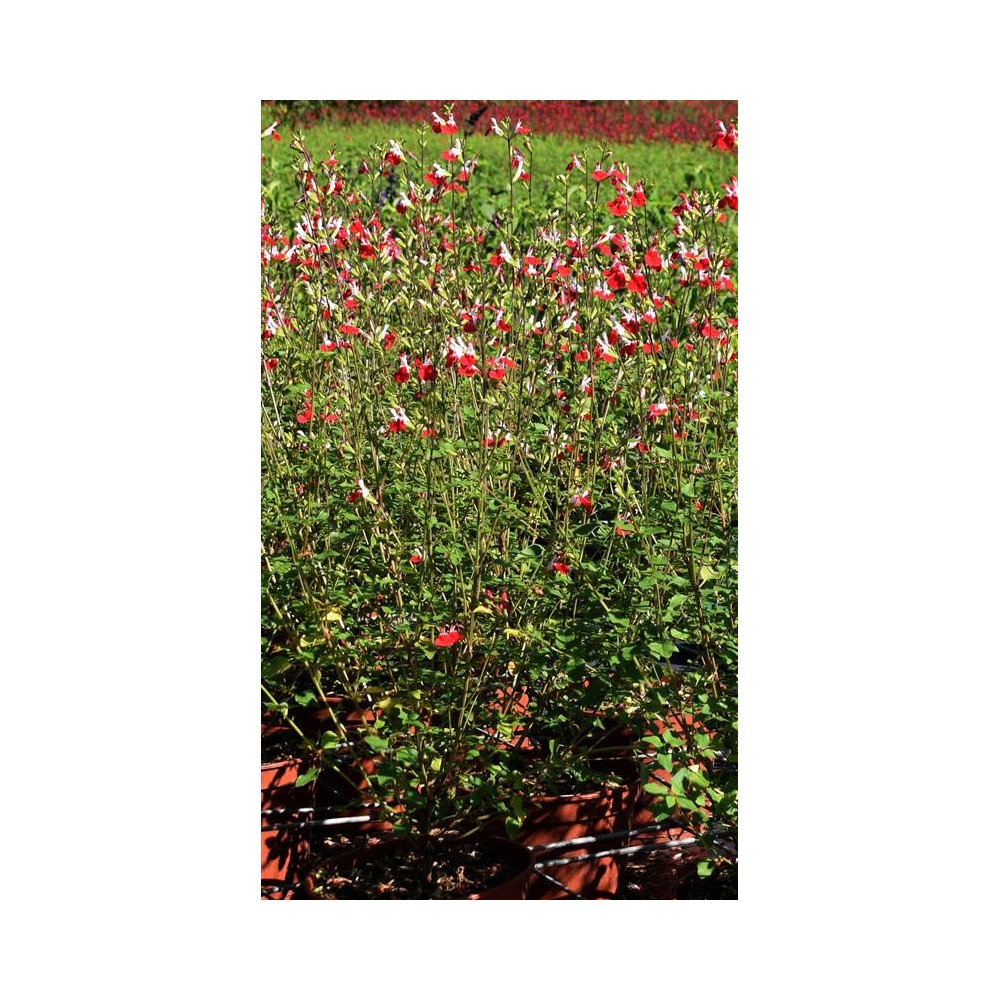 SALVIA microphylla Hot Lips