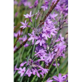 TULBAGHIA violacea