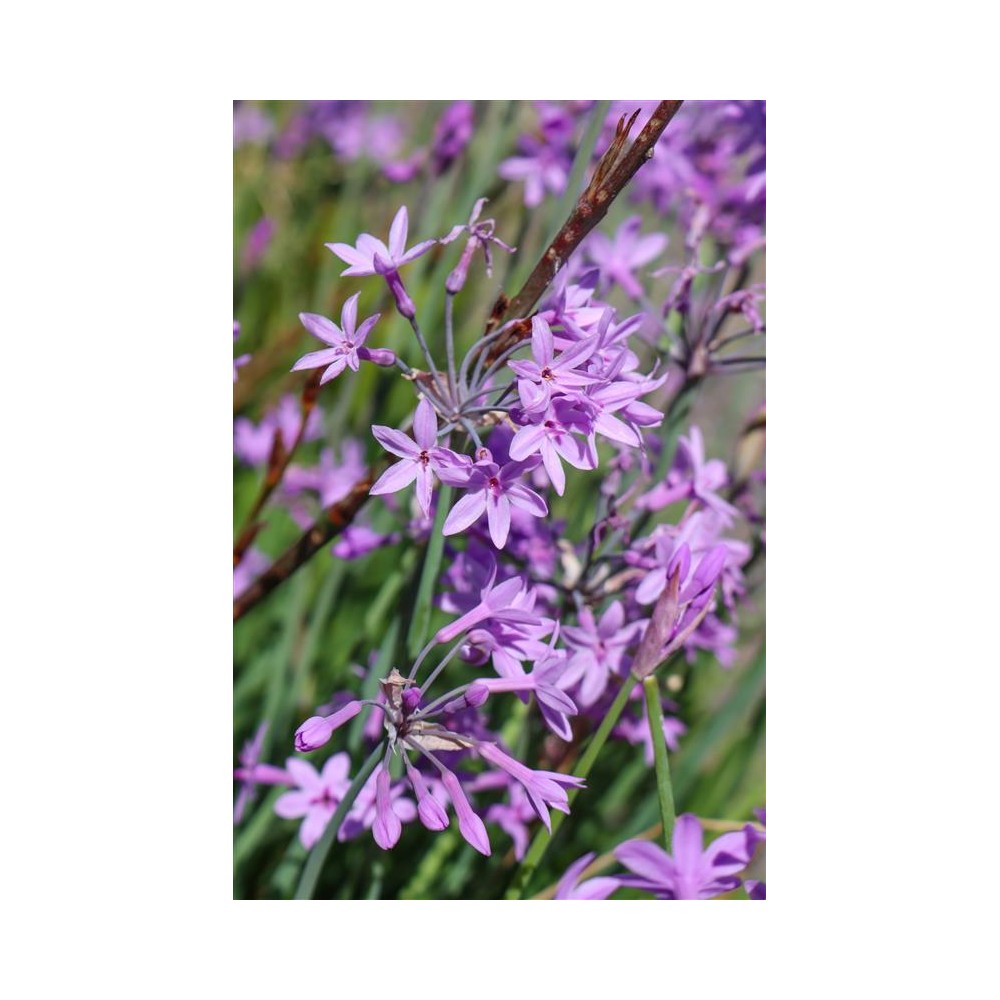 TULBAGHIA violacea