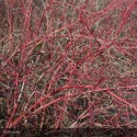 CORNUS sanguinea