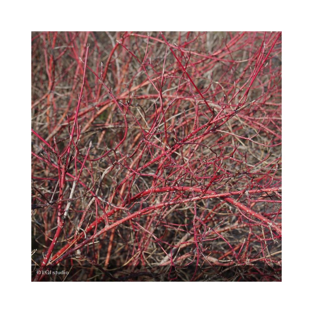 CORNUS sanguinea