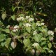 CORNUS sanguinea