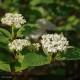 CORNUS sanguinea