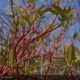 CORNUS sanguinea