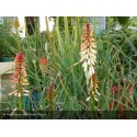 KNIPHOFIA Redhot Popsicle