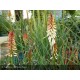 KNIPHOFIA Redhot Popsicle