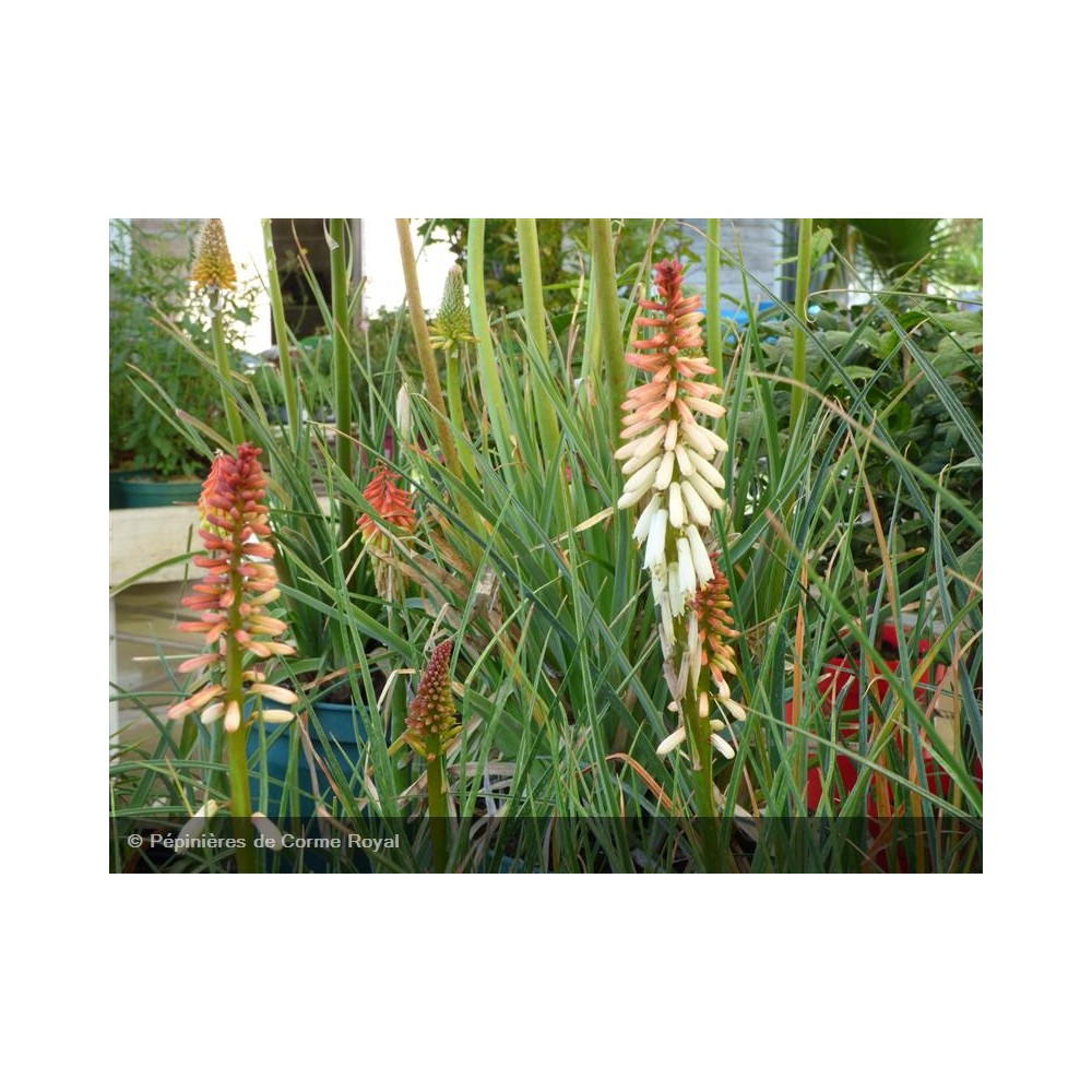 KNIPHOFIA Redhot Popsicle