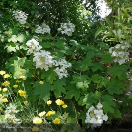 HYDRANGEA quercifolia