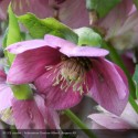 HELLEBORUS orientalis