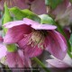 HELLEBORUS orientalis