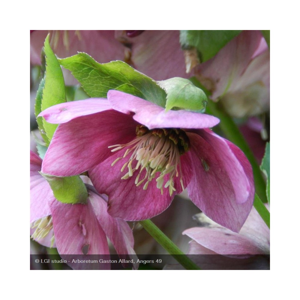 HELLEBORUS orientalis