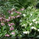 HELLEBORUS orientalis