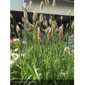 PENNISETUM setaceum Red Bunny Tails