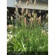 PENNISETUM setaceum Red Bunny Tails