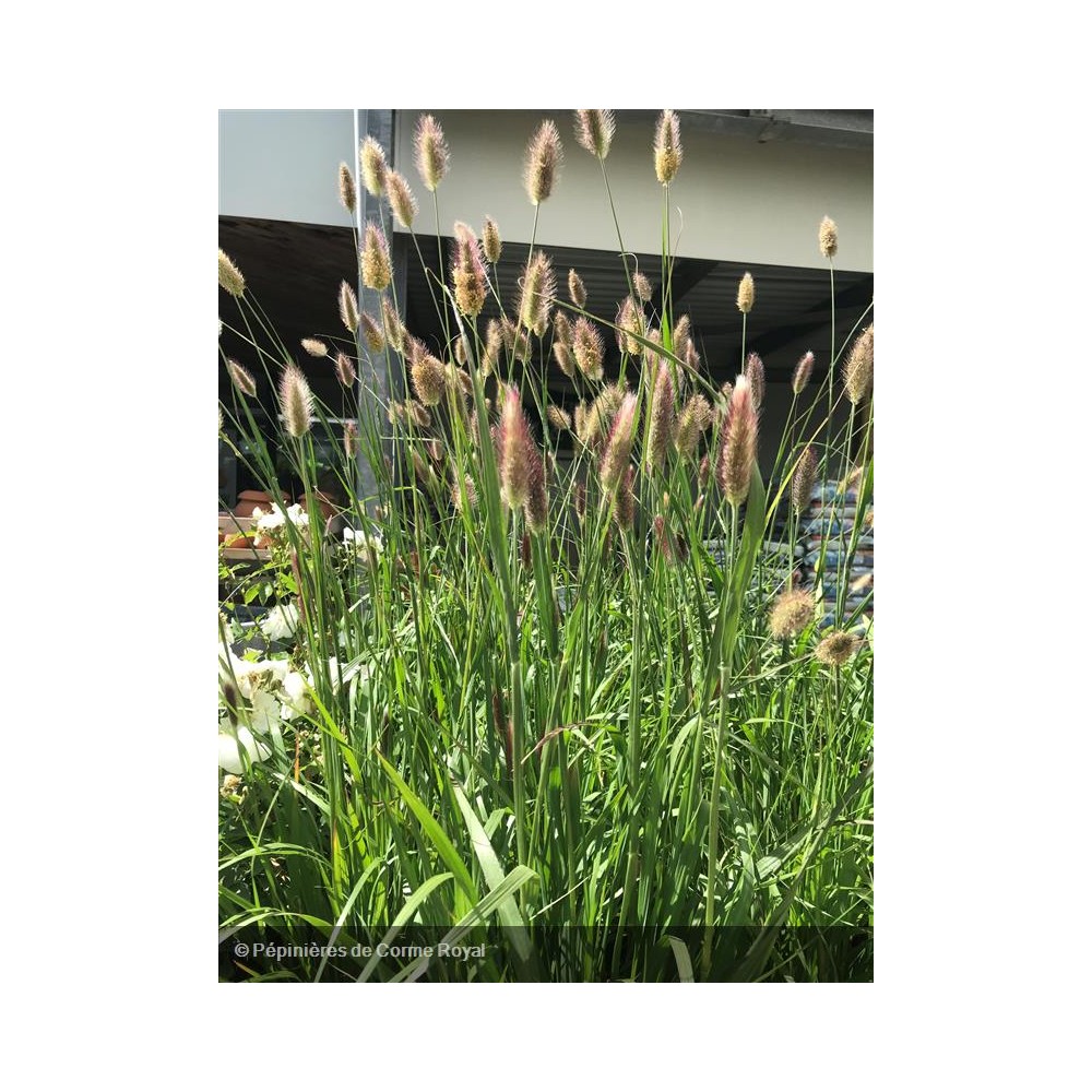 PENNISETUM setaceum Red Bunny Tails