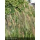 PENNISETUM setaceum Red Bunny Tails