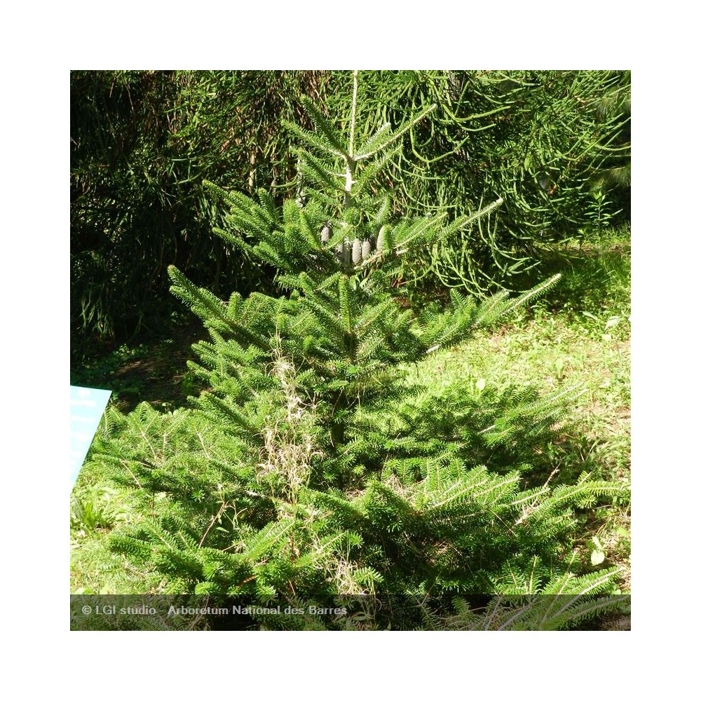 ABIES nordmanniana