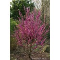 CERCIS chinensis Avondale