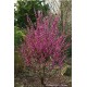 CERCIS chinensis Avondale