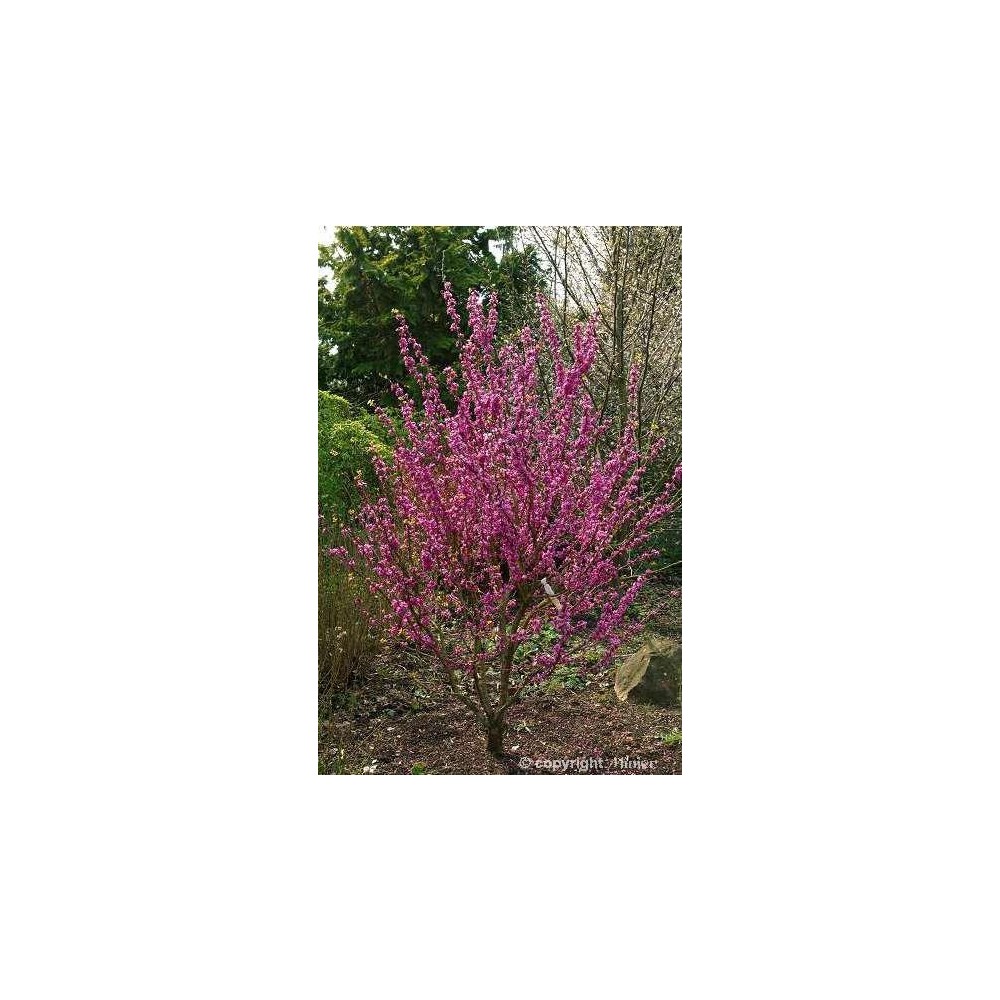 CERCIS chinensis Avondale