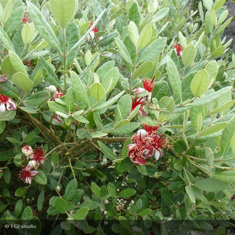 haie de feijoa sellowiana