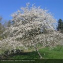 AMELANCHIER canadensis