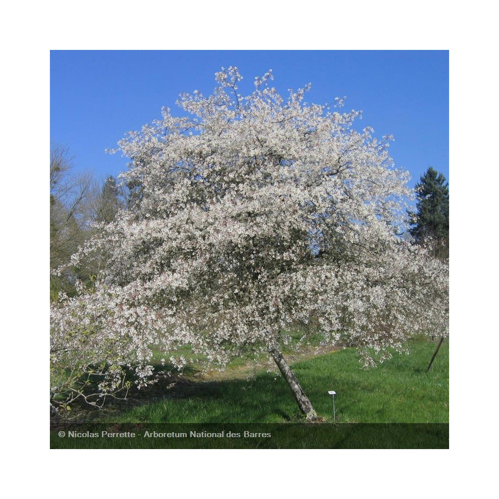 AMELANCHIER canadensis