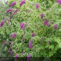 BUDDLEIA davidii Nanho Purple