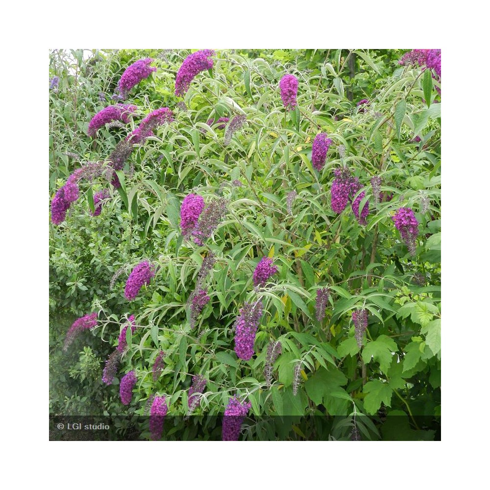 BUDDLEIA davidii Nanho Purple